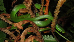 Philothamnus hoplogaster