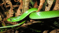 Philothamnus hoplogaster