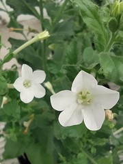 Nicotiana benthamiana