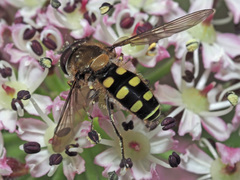 Melangyna labiatarum