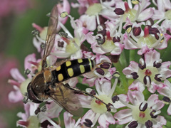 Melangyna labiatarum