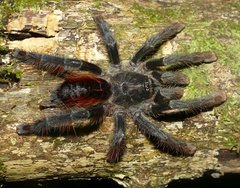 Aviculariinae