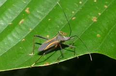 Cleotopetalops bicolor
