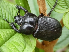 Phileurus