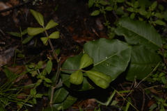 Flindersia bennettii