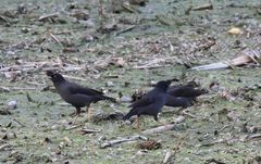 Acridotheres cristatellus