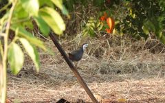 Amaurornis phoenicurus