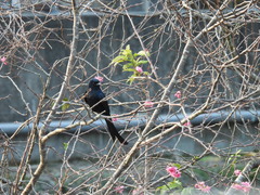 Dicrurus macrocercus