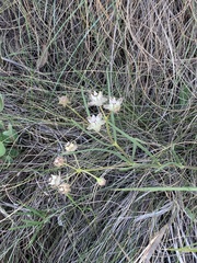 Asclepias cucullata cucullata