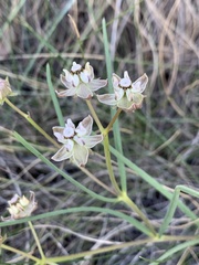 Asclepias cucullata cucullata