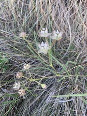 Asclepias cucullata cucullata