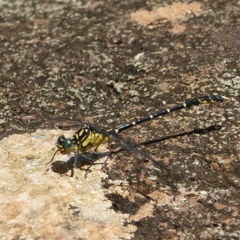 Hemigomphus