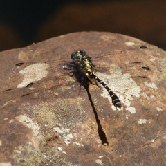 Hemigomphus