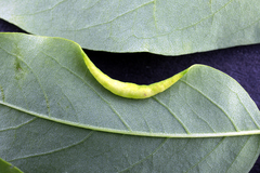 Obolodiplosis robiniae