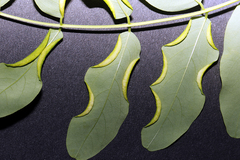 Robinia pseudoacacia