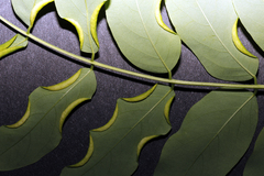 Robinia pseudoacacia