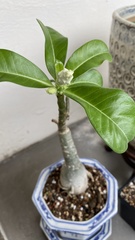 Adenium obesum