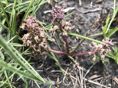Ledebouria