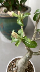 Adenium obesum