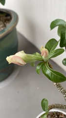 Adenium obesum