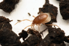 Pergamasus