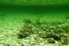 Contusus brevicaudus