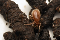 Pergamasus