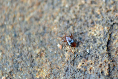 Pergamasus