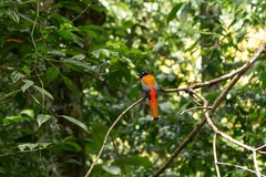 Harpactes duvaucelii