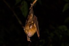 Hipposideros diadema