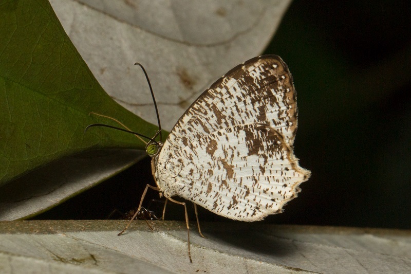 Allotinus fabius