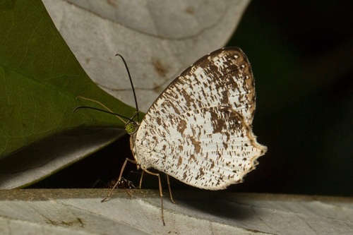 Allotinus fabius