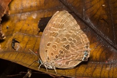 Arhopala semperi