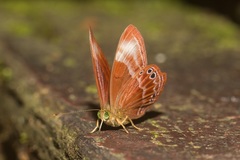 Abisara geza