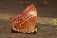 Abisara geza