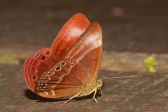 Abisara geza
