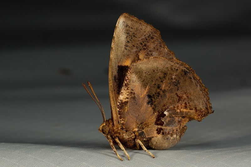 Moth Butterfly