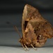 Moth Butterfly - Photo (c) dhfischer, some rights reserved (CC BY-NC), uploaded by dhfischer