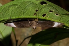 Amnosia decora