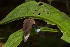 Amnosia decora