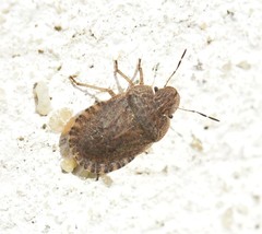 Sciocoris macrocephalus