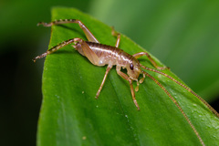 Stenopelmatoidea