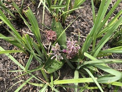 Ledebouria revoluta