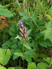 Gentianella auriculata