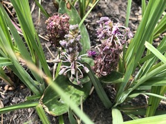 Ledebouria revoluta