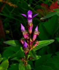 Gentianella auriculata
