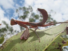 Sphodropoda quinquedens