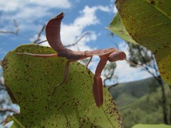 Sphodropoda quinquedens