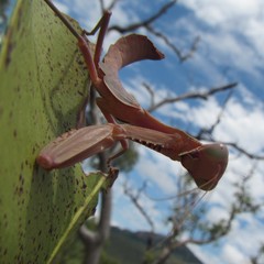Sphodropoda quinquedens
