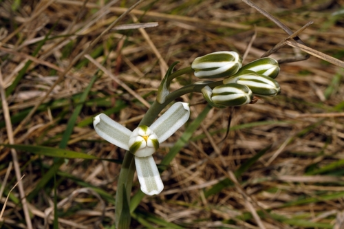 Albuca kirkii image